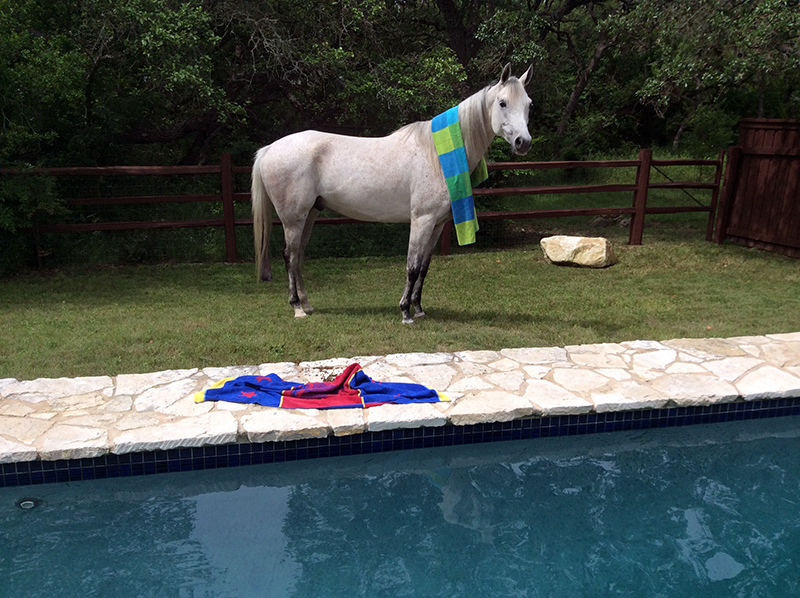 Weddle Stables Summer Horse Camp